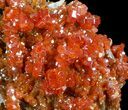Red Vanadinite Crystal Cluster - Morocco #36980-1